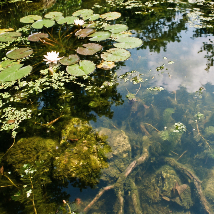 Landscaping and koi ponds in Spring Hill, FL Landscaping and koi ponds in Spring Hill, FL